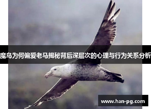 魔鸟为何偏爱老马揭秘背后深层次的心理与行为关系分析 魔鸟为何偏爱老马揭秘背后深层次的心理与行为关系分析